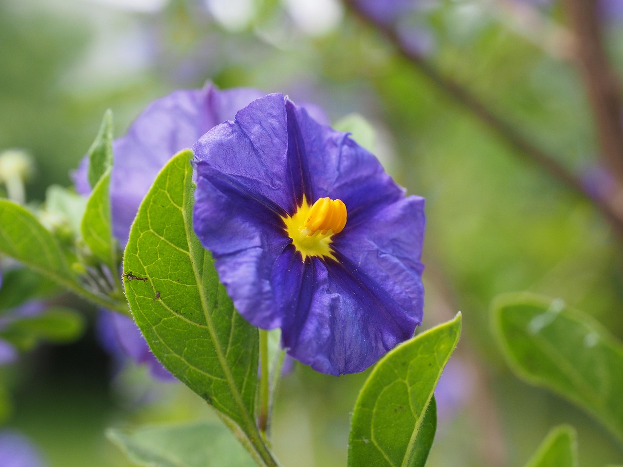 ソラヌム・ラントネッティ｜紫の花が彩る地中海庭園の装飾美