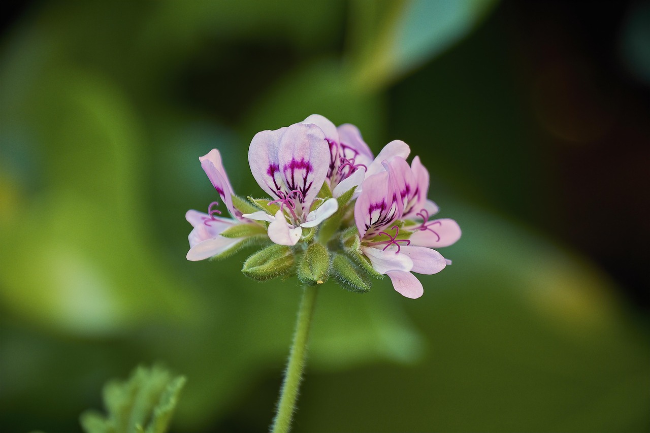 Lemon Geranium | Features and Care