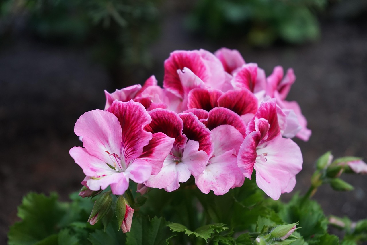 Regal Geranium | Features and Care