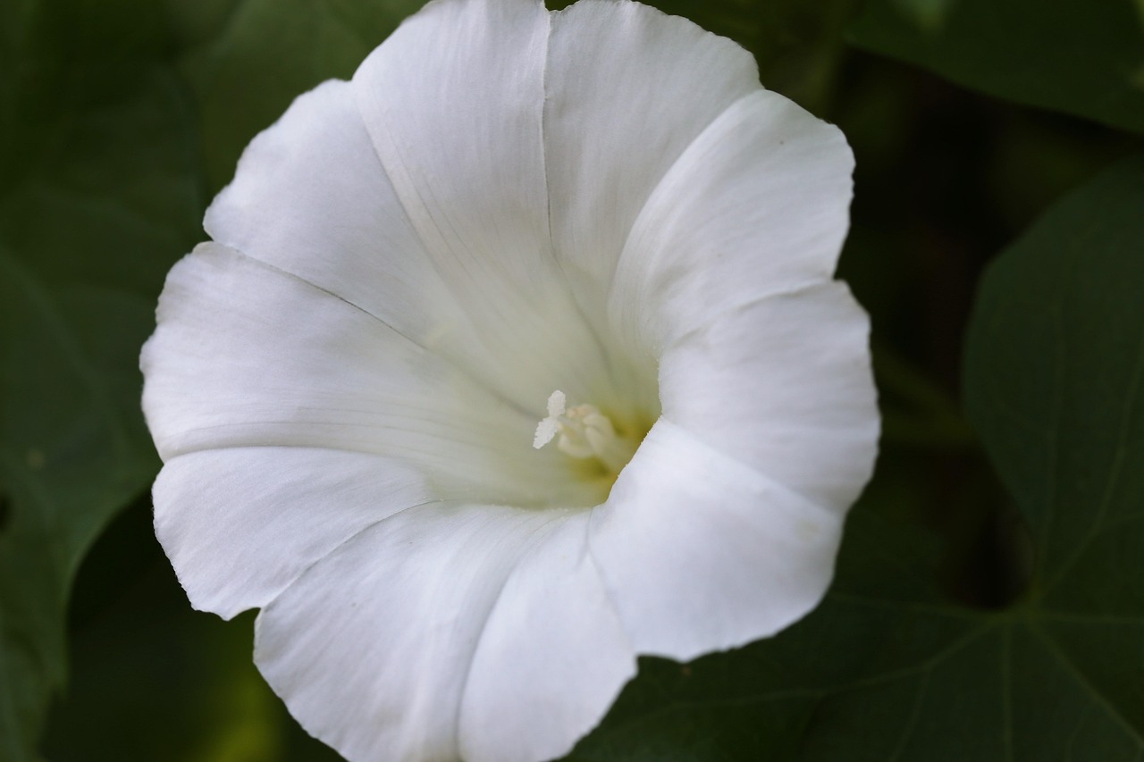 Hedge Bindweed | Features and Care