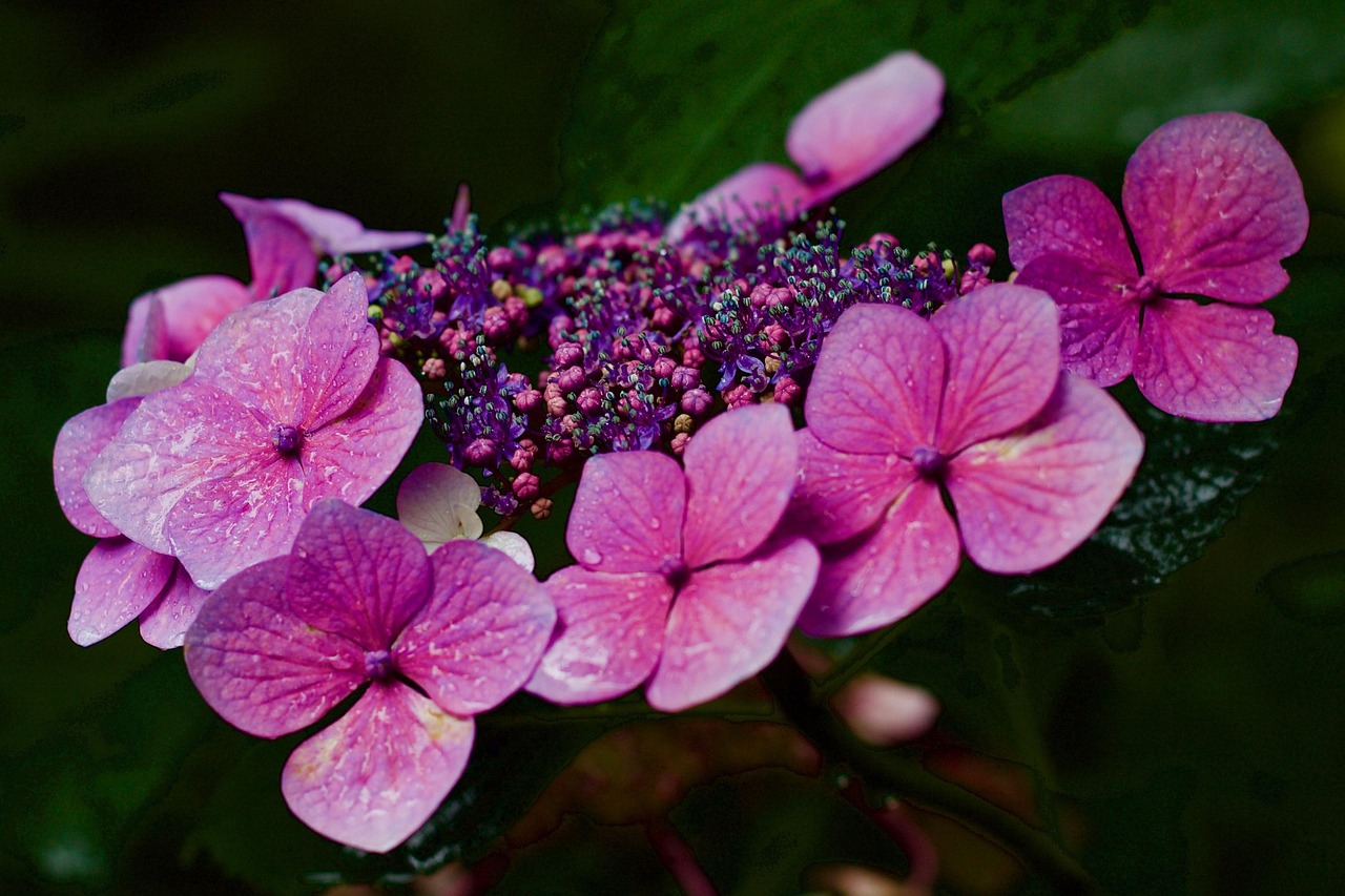 Himalayan Hydrangea | Features and Care