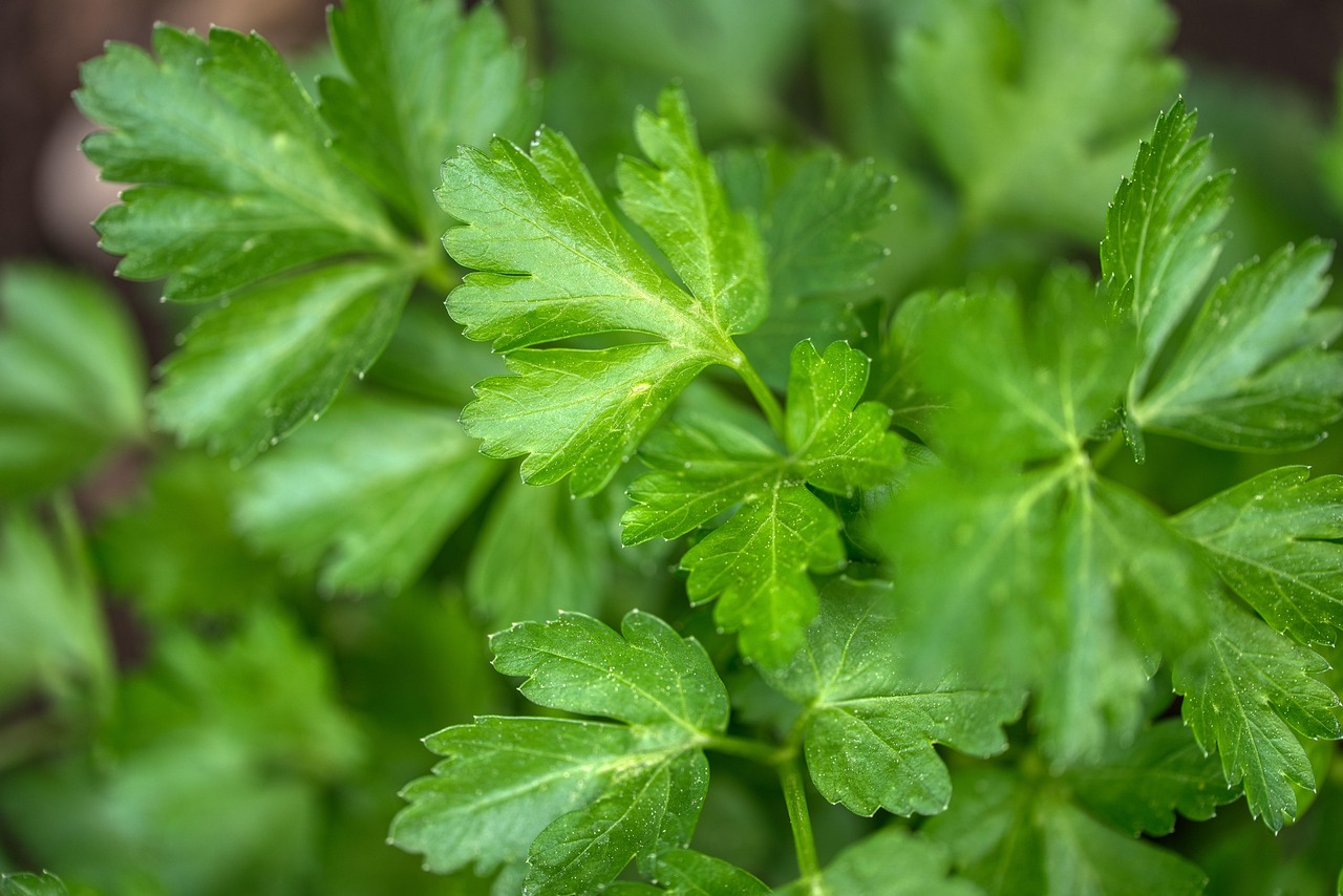 Italian Parsley | Features and Care