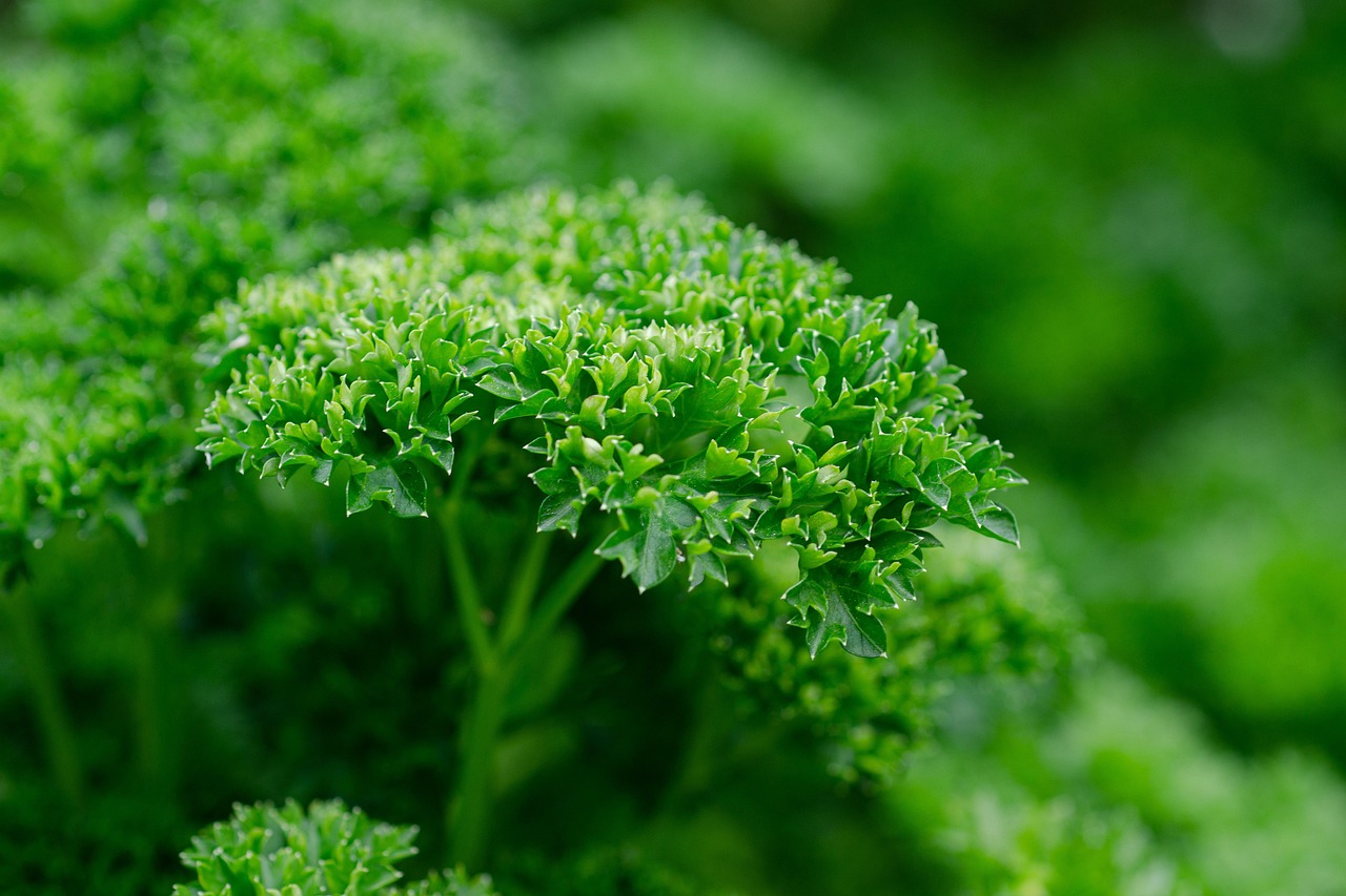 Curly Parsley | Features and Care