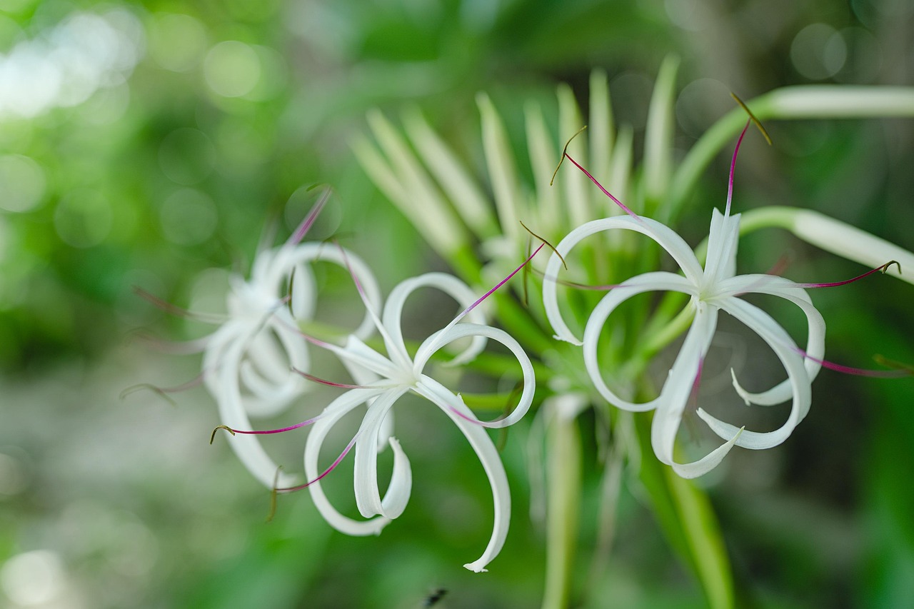 Crinum asiaticum | Features and Care