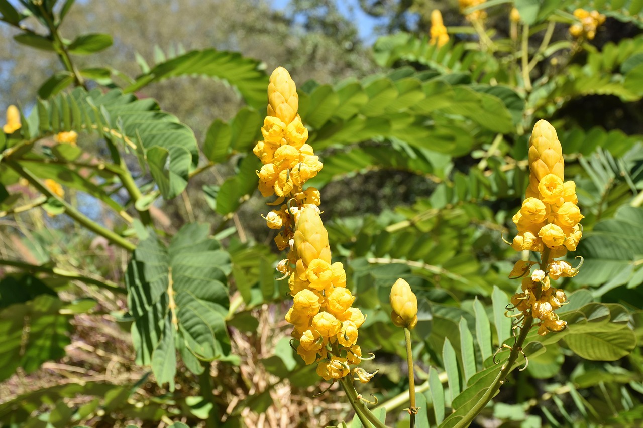 ゴールデンキャンドル｜熱帯文化の風景を彩る黄の花柱