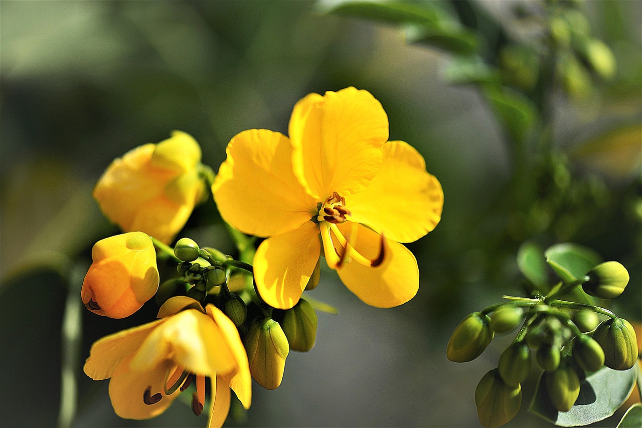 センナ | 交易と巡礼の道に根づいた砂漠の黄花