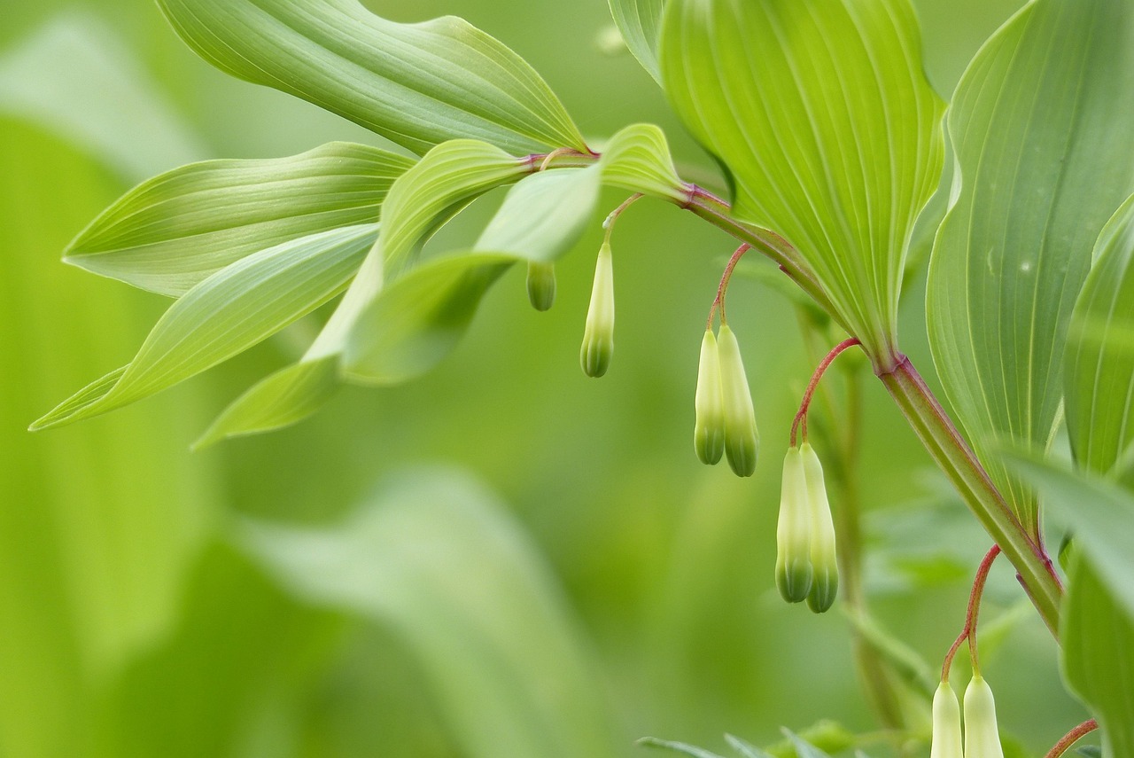 Solomon’s Seal | Features and Care